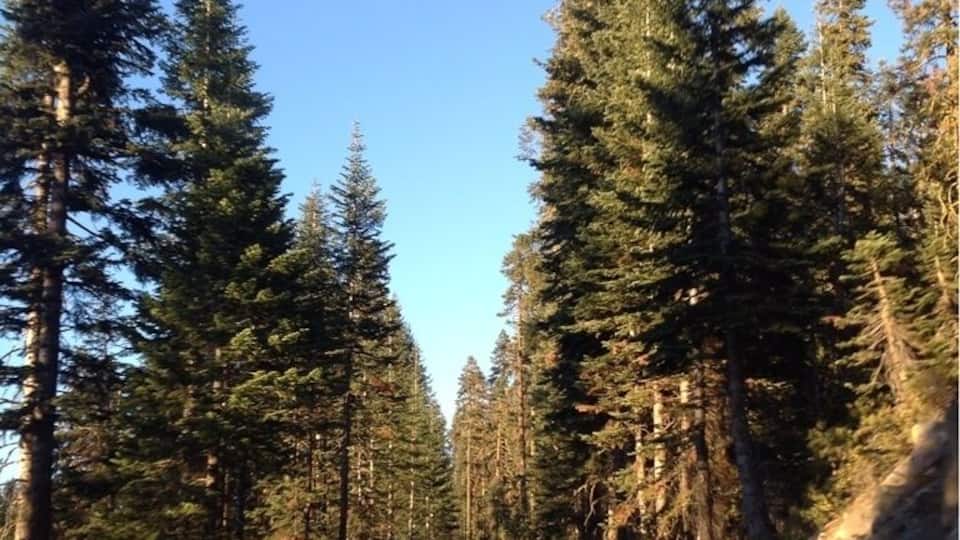 🚙🚗🚙🚗🚙🚗🚙🚗🚙🚗🚙 driving through #Yosemite #nationalpark #toottootbeepbeep #ruffiansroadtrip ☀🌲🍃🌲🍃🌲🍃🌲🍃🌲🍃