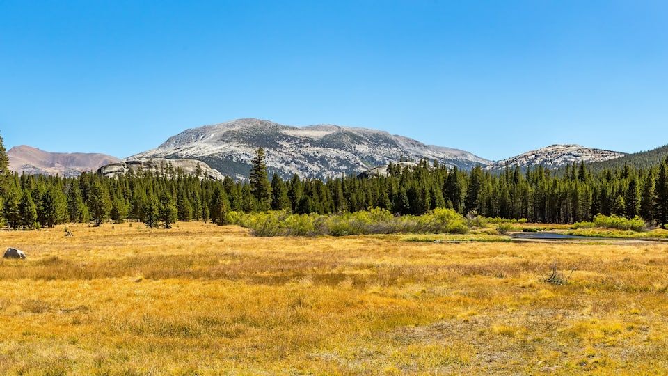 A mountainous landscape with a clear sky, a grassy field, and a dense forest.