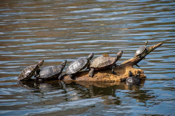 six turtles on log