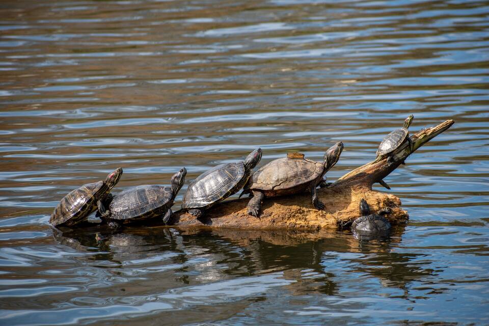 Five turtles on a log in water.