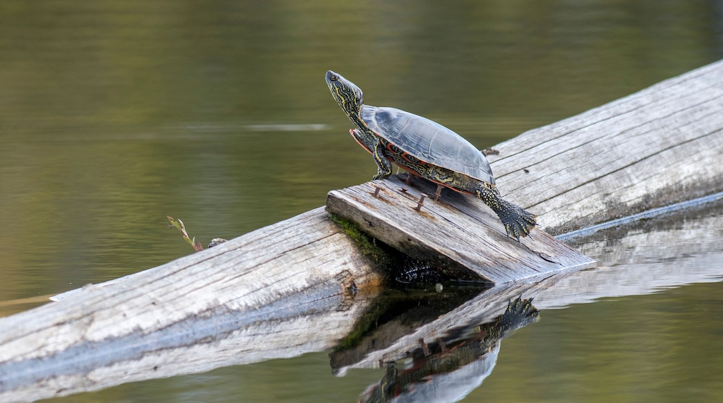 Painted turtle basking on a log.