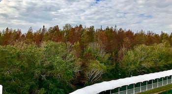 Fall colors in Tampa heavily #filtered