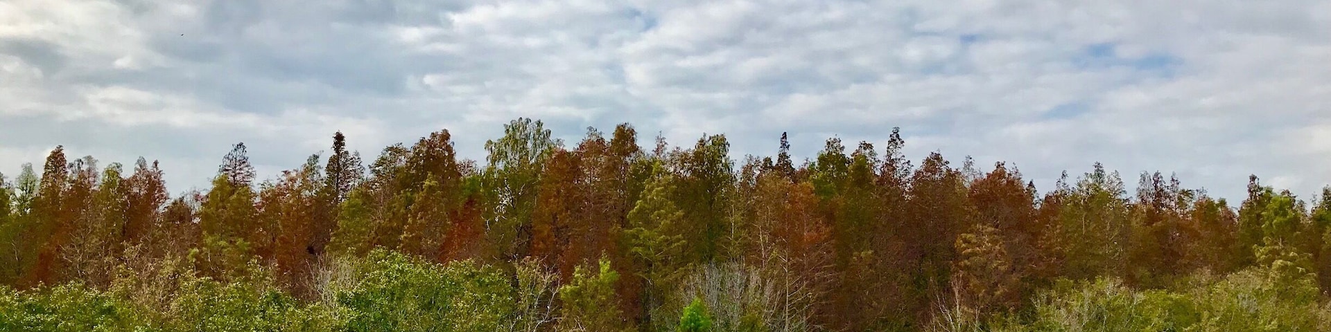 Fall colors in Tampa heavily #filtered