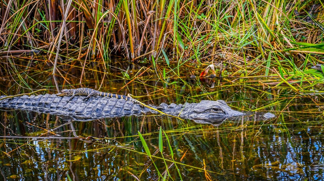 A large American Alligator with its offspring in Miami, Florida