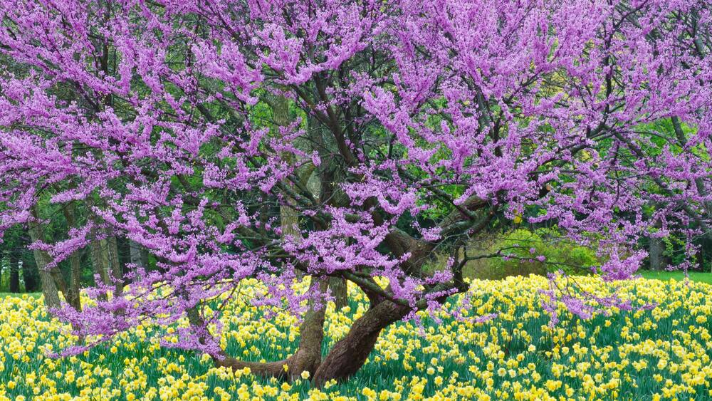 561-84 Redbud & Daffodils