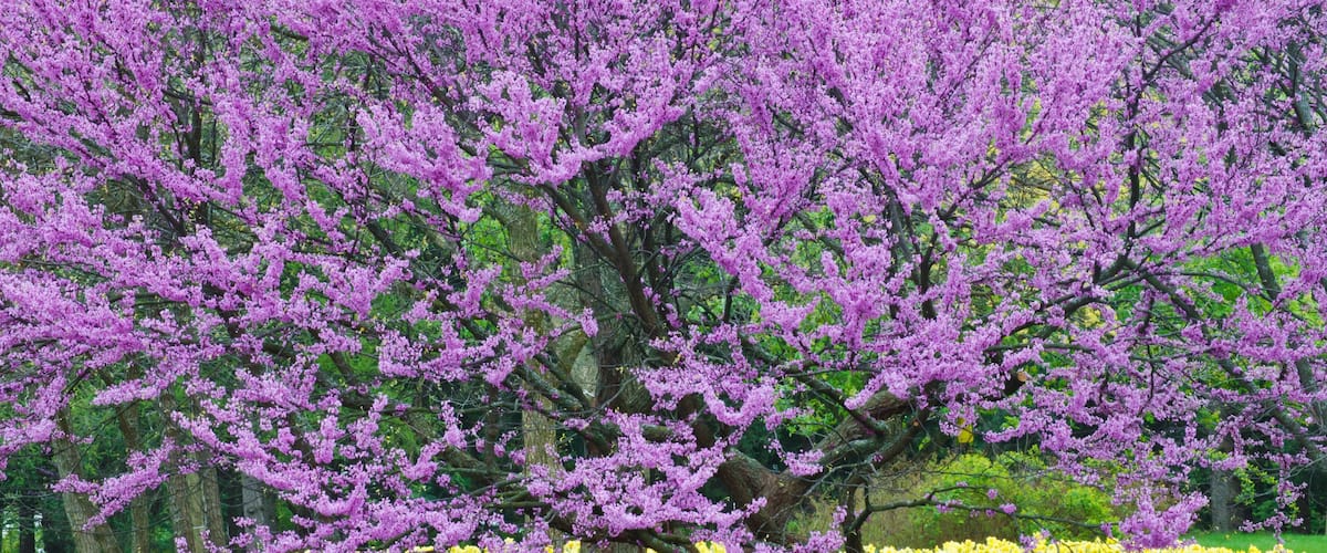 A tree with purple blossoms surrounded by a field of yellow flowers.