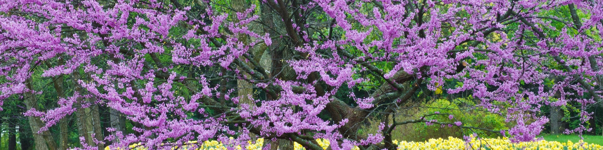 A tree with purple blossoms surrounded by a field of yellow flowers.