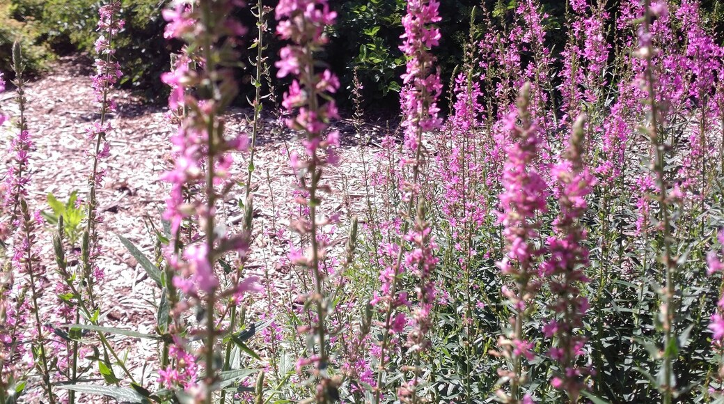 This has a lot of passengers sunflowers and stuff about our country!