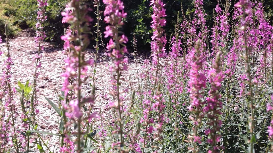 This has a lot of passengers sunflowers and stuff about our country!