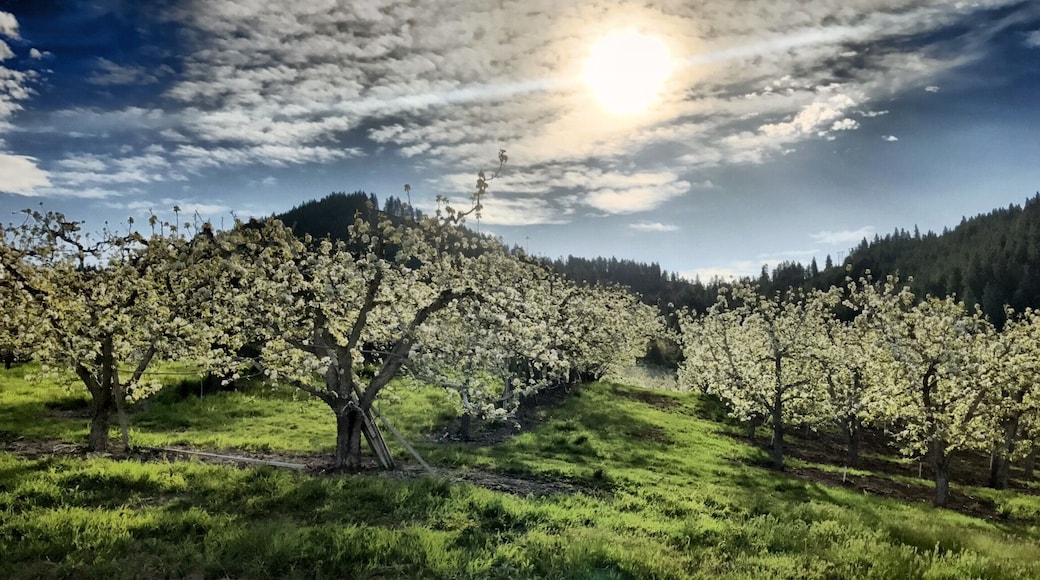 A little known fact: Leavenworth is #1 pear growers in the nation. I came across miles and miles of pear trees with blossoms while driving around in Leavenworth, spring is now my favorite time to visit this cute little Bavarian Village surrounded by beautiful mountains. :)
#SpringFun