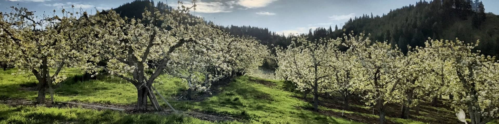 A little known fact: Leavenworth is #1 pear growers in the nation. I came across miles and miles of pear trees with blossoms while driving around in Leavenworth, spring is now my favorite time to visit this cute little Bavarian Village surrounded by beautiful mountains. :)
#SpringFun