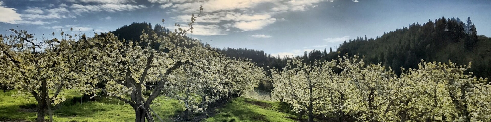 A little known fact: Leavenworth is #1 pear growers in the nation.  I came across miles and miles of pear trees with blossoms while driving around in Leavenworth, spring is now my favorite time to visit this cute little Bavarian Village surrounded by beautiful mountains.  :)
#SpringFun