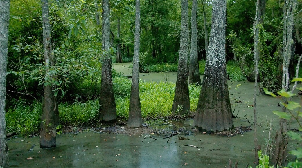 An elevated path over a swamp at Tickfaw State Park, located 7 mi (11 km) west of Springfield, in Livingston Parish, Louisiana, USA.