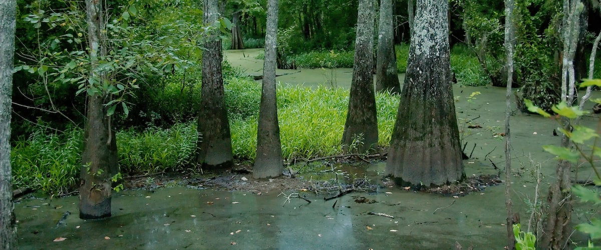 A swampy forest with tall trees and a water body.