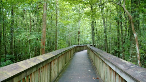 A wooden boardwalk through a dense forest.