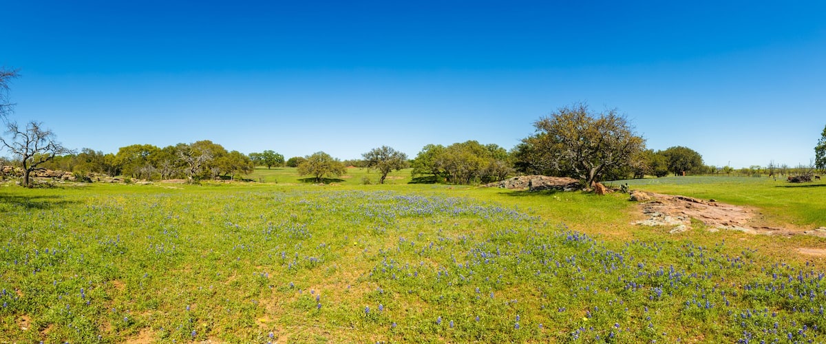 A field of blue flowers, trees, and a clear blue sky.