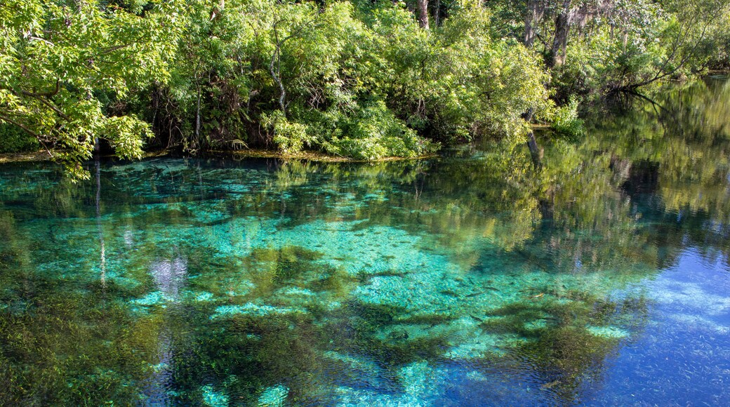 Silver Springs National Park Ocala Florida