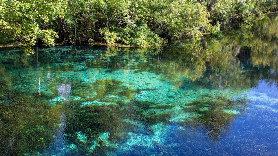 A clear blue river surrounded by dense green foliage.
