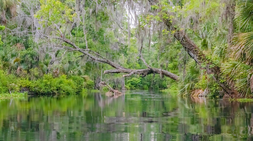 A scenic view of the Fort King Paddle Trail at Silver Springs State Park