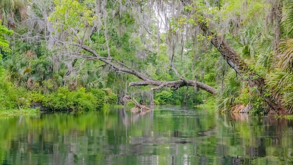 A calm river with a fallen tree in the center, surrounded by dense greenery and trees with Spanish moss.