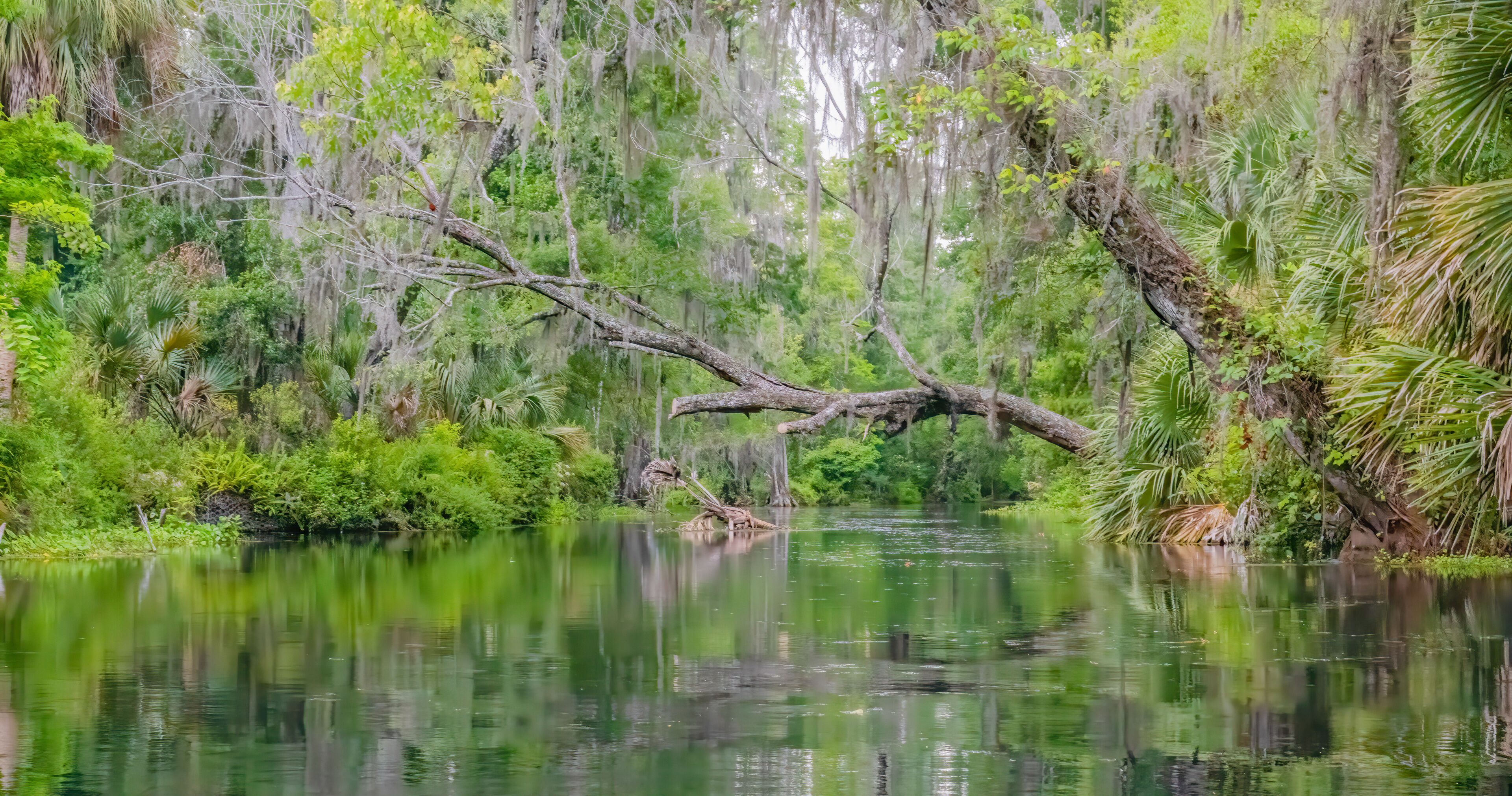 A calm river with a fallen tree in the center, surrounded by dense greenery and trees with Spanish moss.