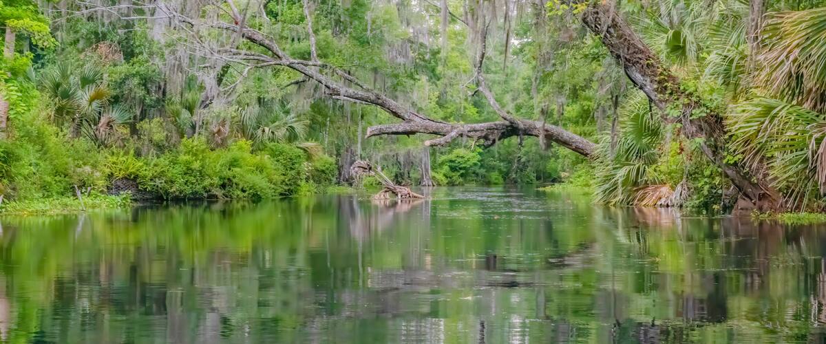 A calm river with a fallen tree in the center, surrounded by dense greenery and trees with Spanish moss.