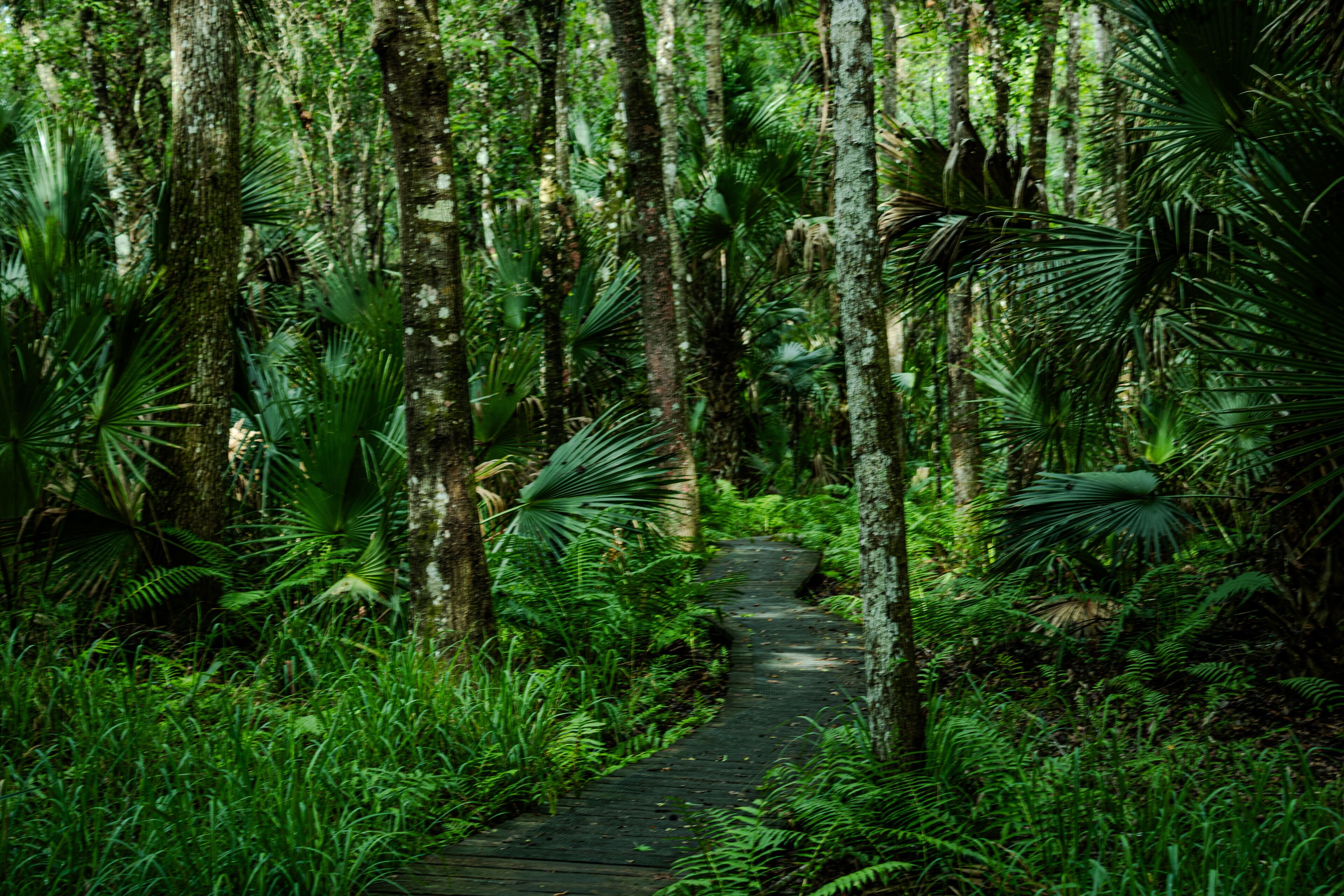 The beautiful Saint Francis Trail through the Ocala National Forest in Florida