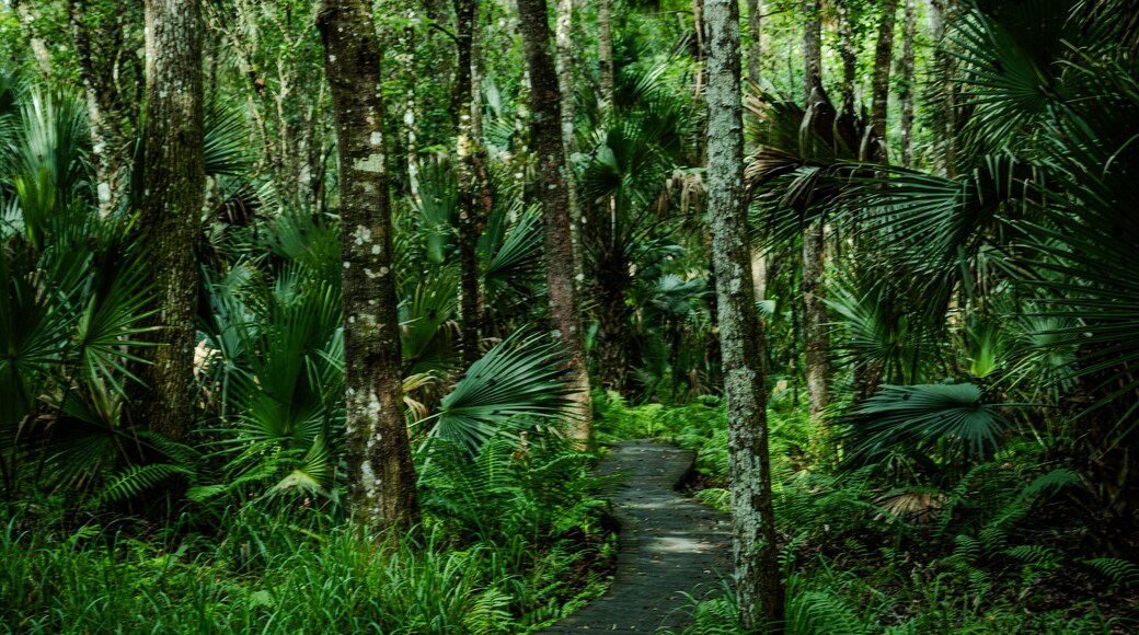 The beautiful Saint Francis Trail through the Ocala National Forest in Florida