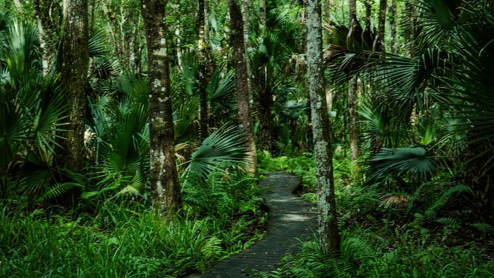 A narrow forest path surrounded by tall trees and lush green foliage.