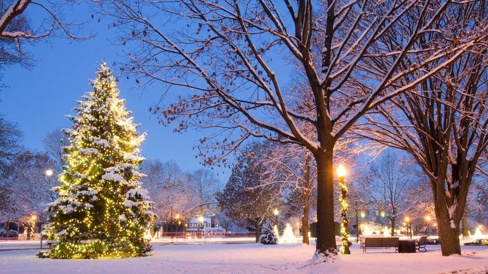 A snow-covered park with a large Christmas tree and street lamps.