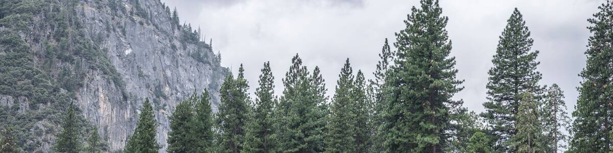 Wooden buildings nestled amoung the huge pine trees, on the edge of a meadow in the American wilderness