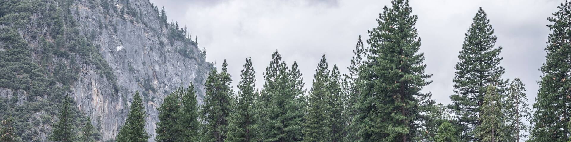 Wooden buildings nestled amoung the huge pine trees, on the edge of a meadow in the American wilderness
