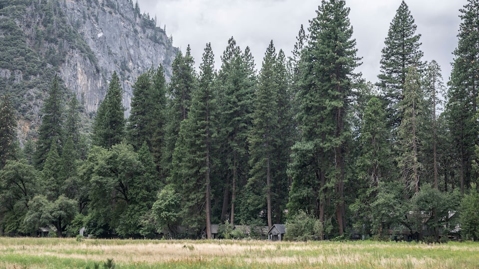 Wooden buildings nestled amoung the huge pine trees, on the edge of a meadow in the American wilderness