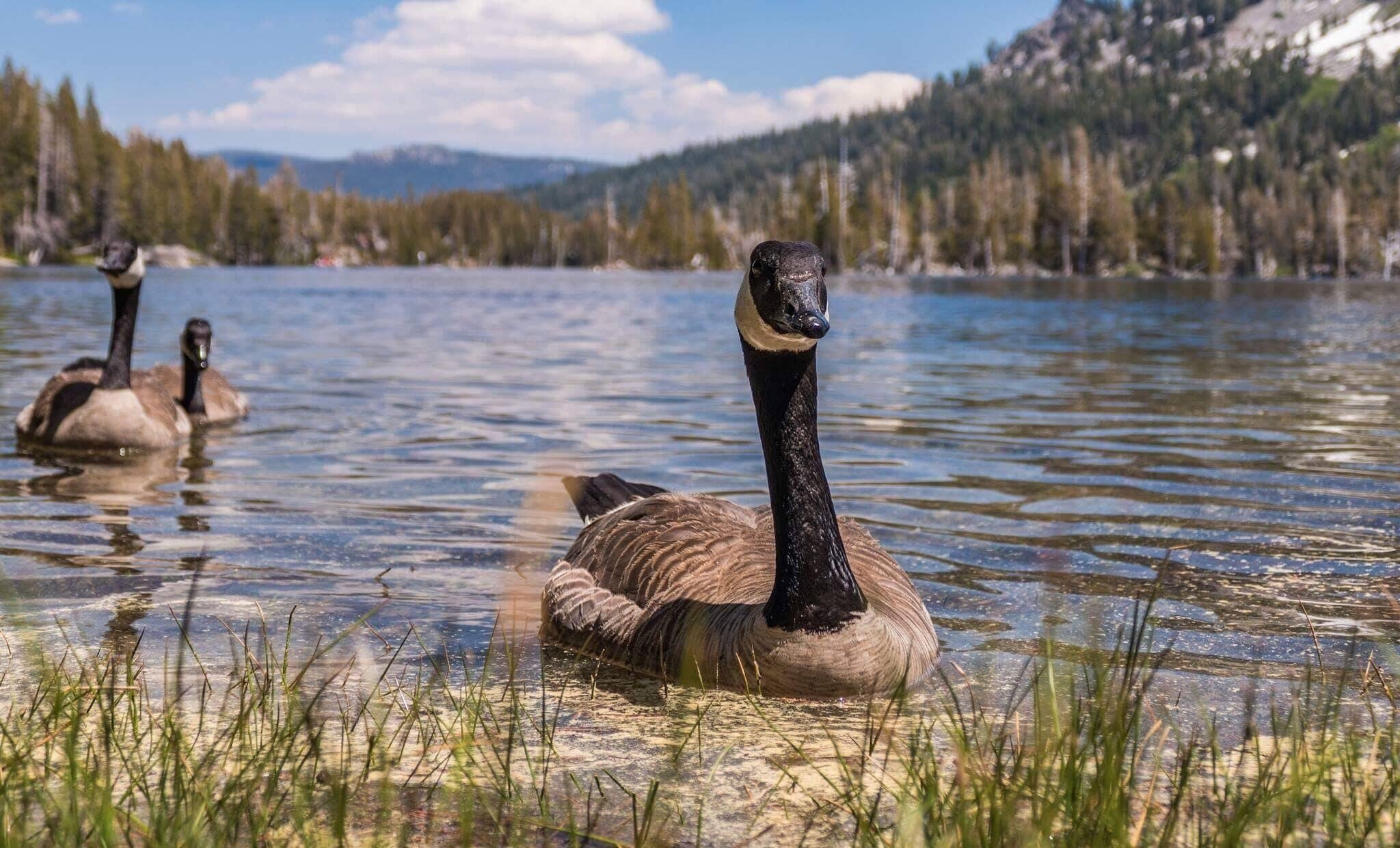 A lake with geese swimming, surrounded by trees and mountains.