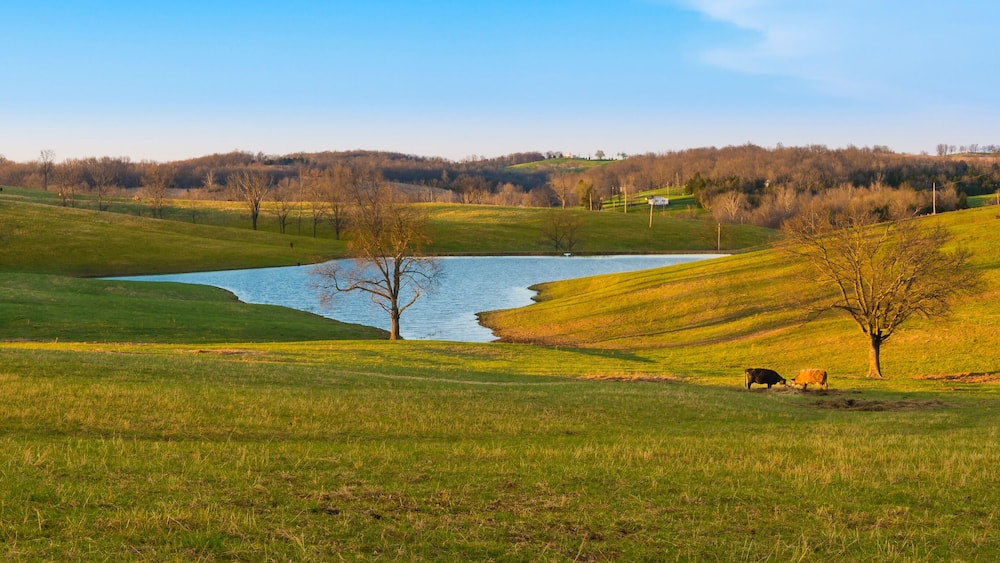 Cows in a Field with Small Lake