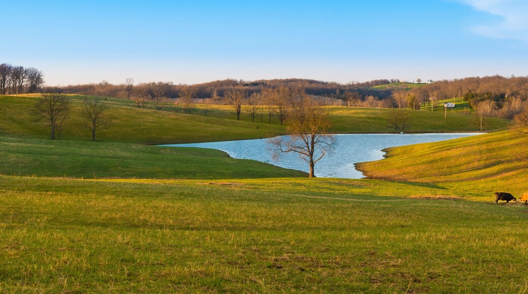 Cows in a Field with Small Lake