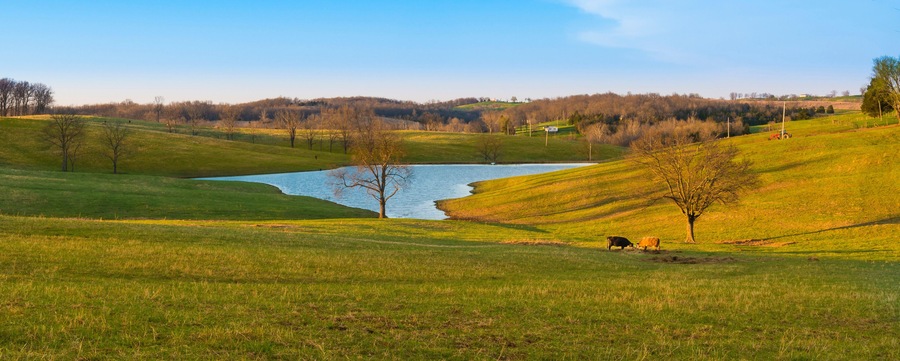 Cows in a Field with Small Lake