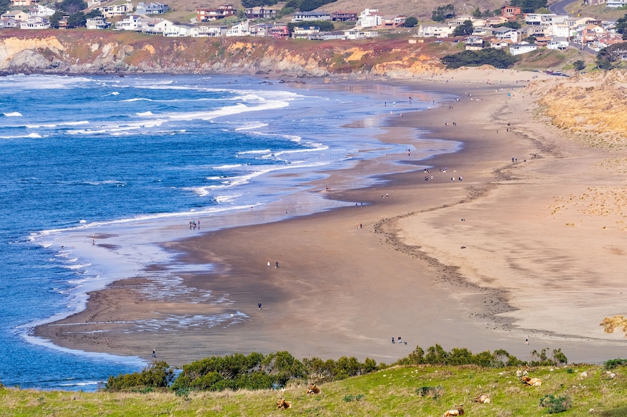 Aerial view of sandy beach in Bodega Bay; Tule Elks sitting on a pasture in Point Reyes National Seashore in the foreground; Houses in Dillon Beach in the background; Marin County, California;