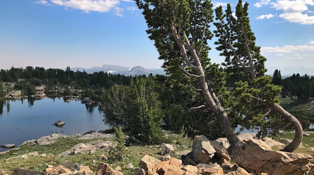 Resilient trees near timberline on Beartooth Highway