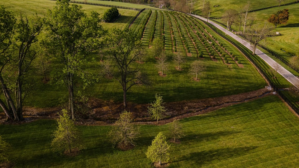 Christmas tree field in a farm in rural Kentucky