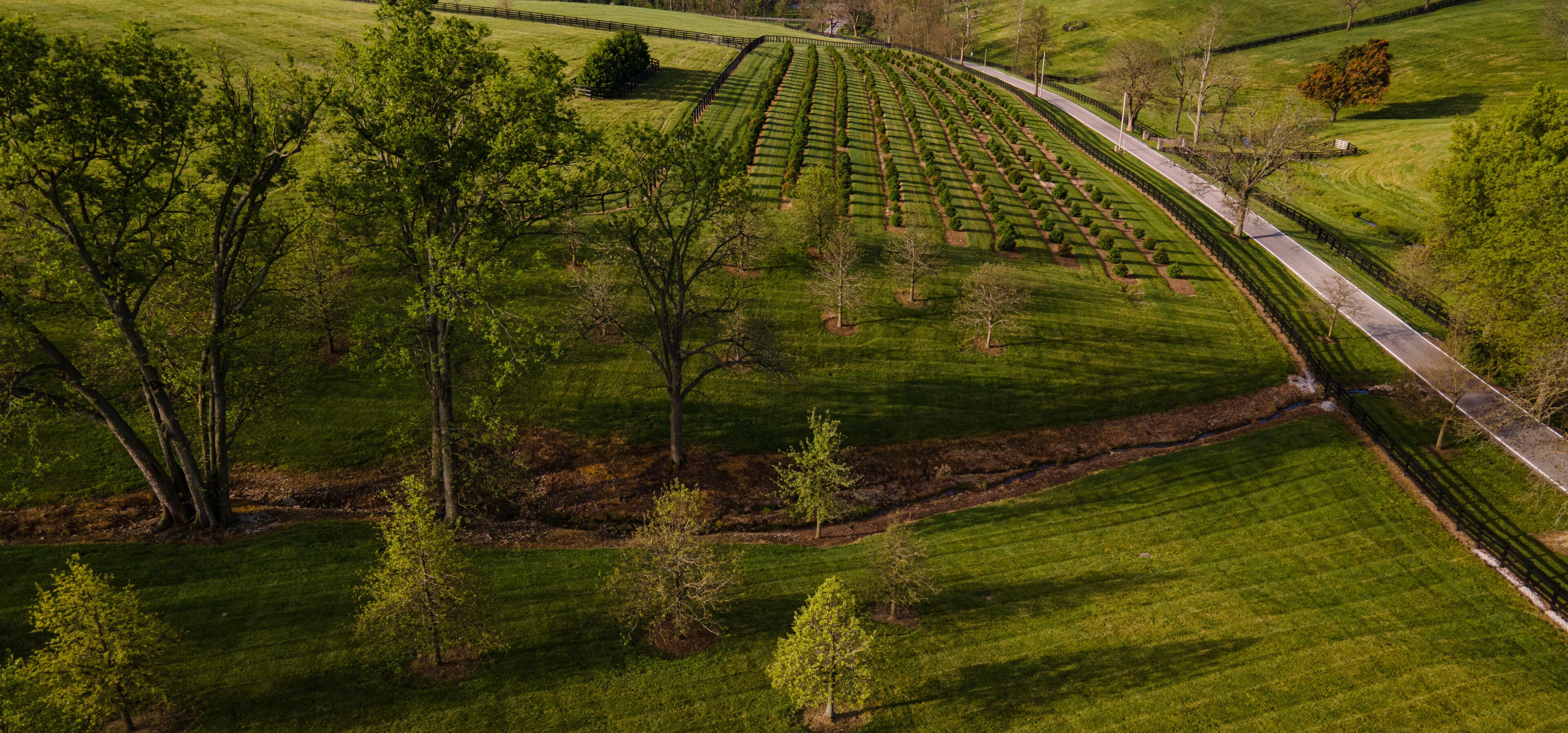 A landscaped garden with neatly trimmed hedges and a winding road.