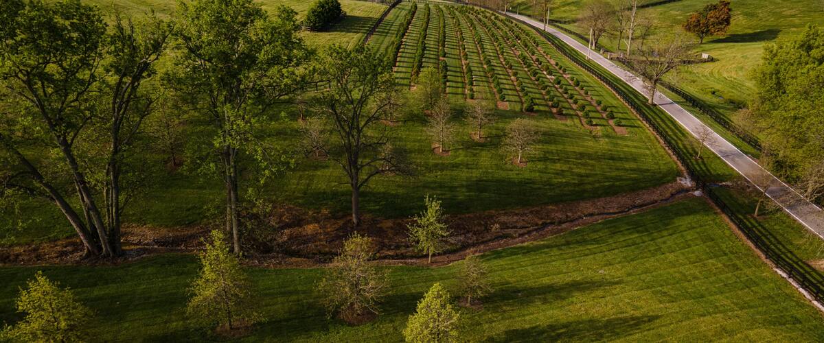 A landscaped garden with neatly trimmed hedges and a winding road.