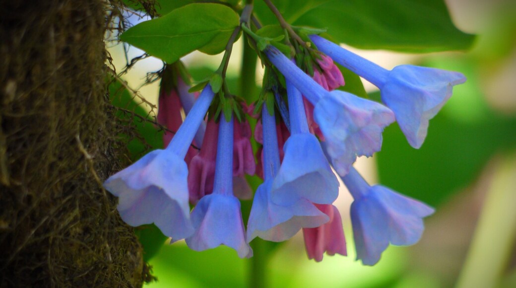 First blooms....Springtime in the Appalachian Mountains.