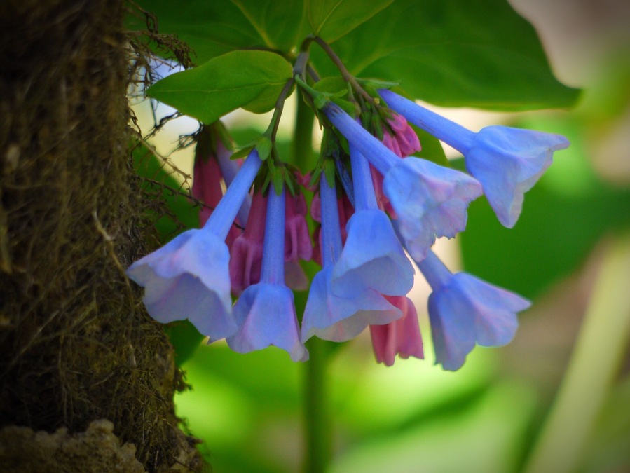 First blooms....Springtime in the Appalachian Mountains.