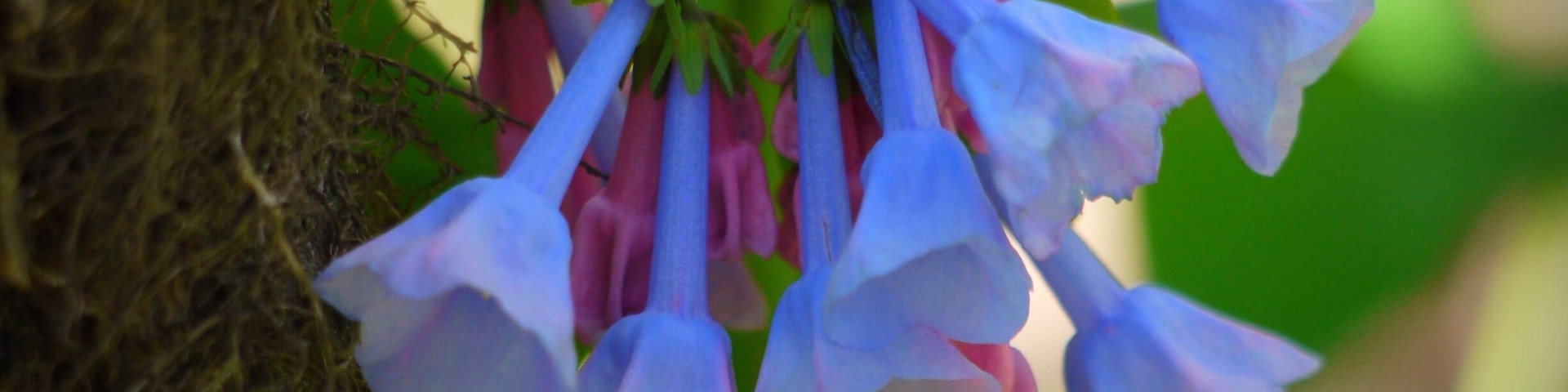 First blooms....Springtime in the Appalachian Mountains.