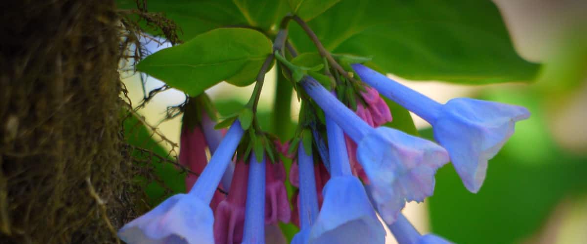 A cluster of blue and pink bell-shaped flowers hanging from a tree branch.