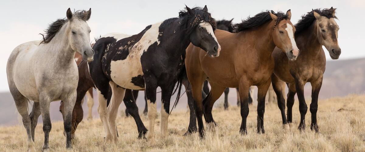 A group of horses in a dry grass field with mountains in the background.