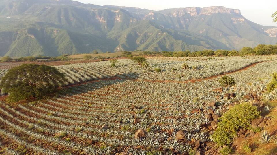 Agave cultivation in Tequila, state of Jalisco in Mexico