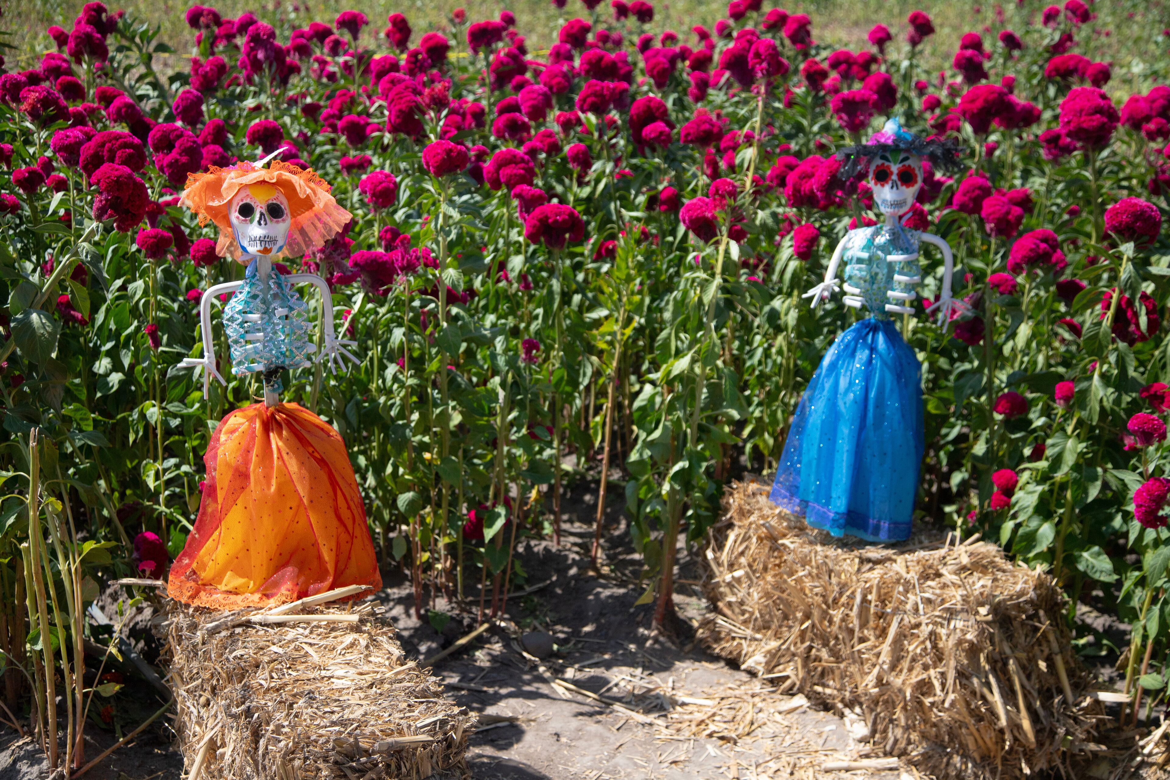 埃米利亞諾薩帕塔