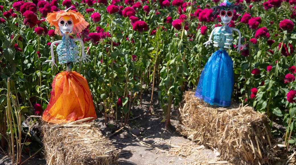 埃米利亞諾薩帕塔